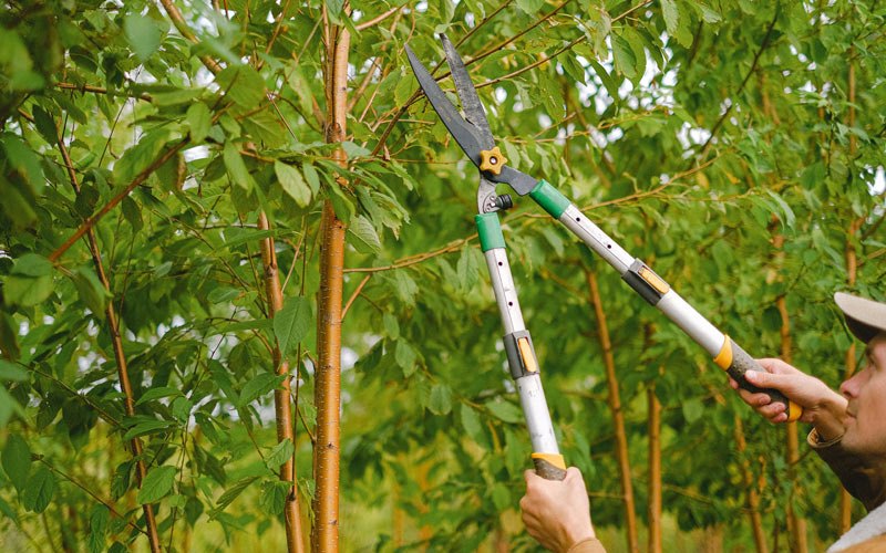 Tree trimming in Shanksville, PA